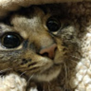 Meet your Posher, Cherish